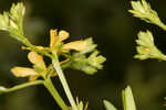 Early St. Johnswort